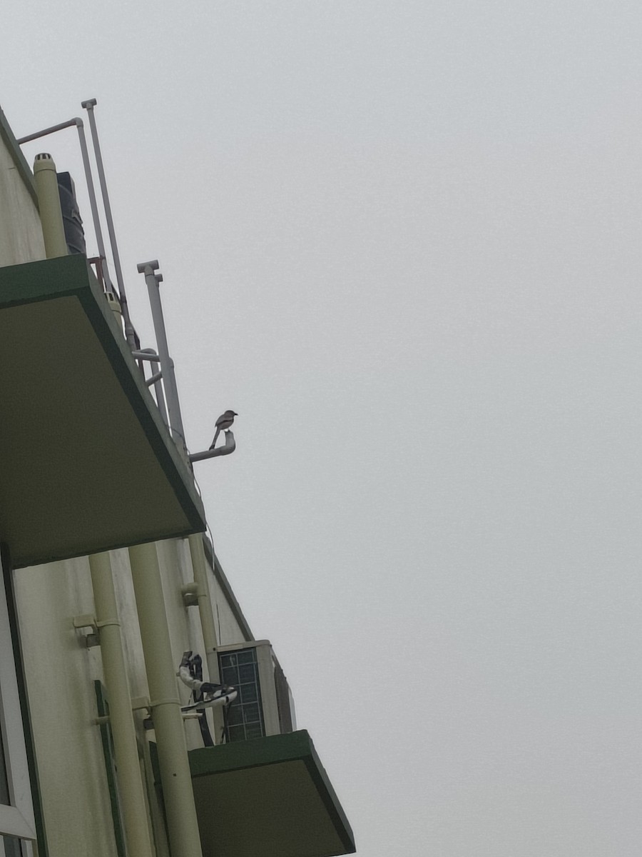 Rufous Treepie - ML646632014