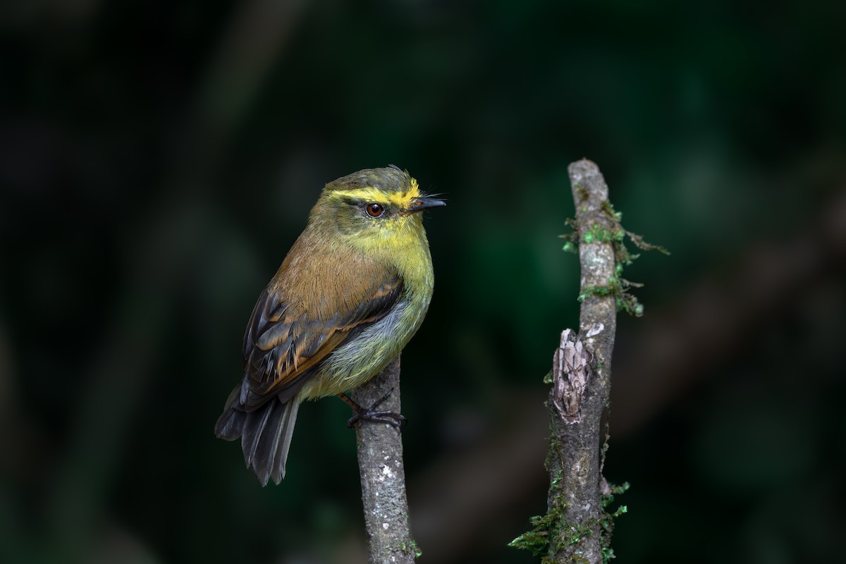 Yellow-bellied Chat-Tyrant - ML646632015