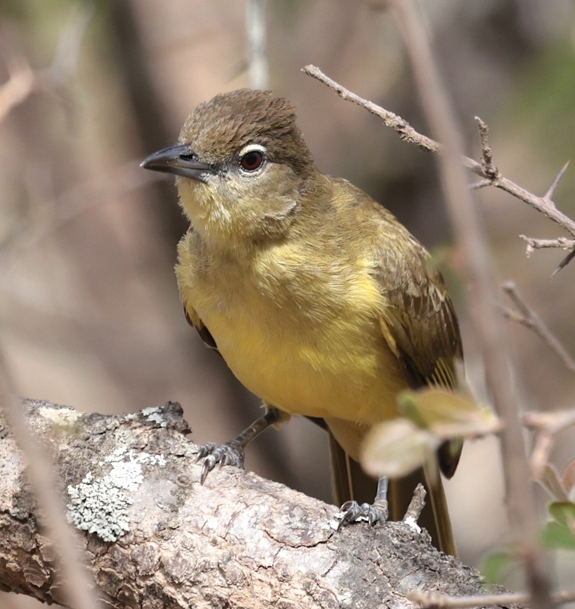 Bulbul Pechiamarillo - ML646632016