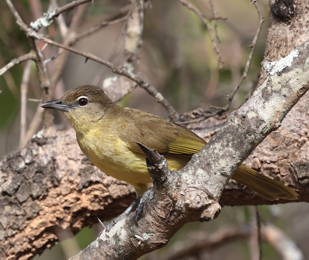 Bulbul Pechiamarillo - ML646632017