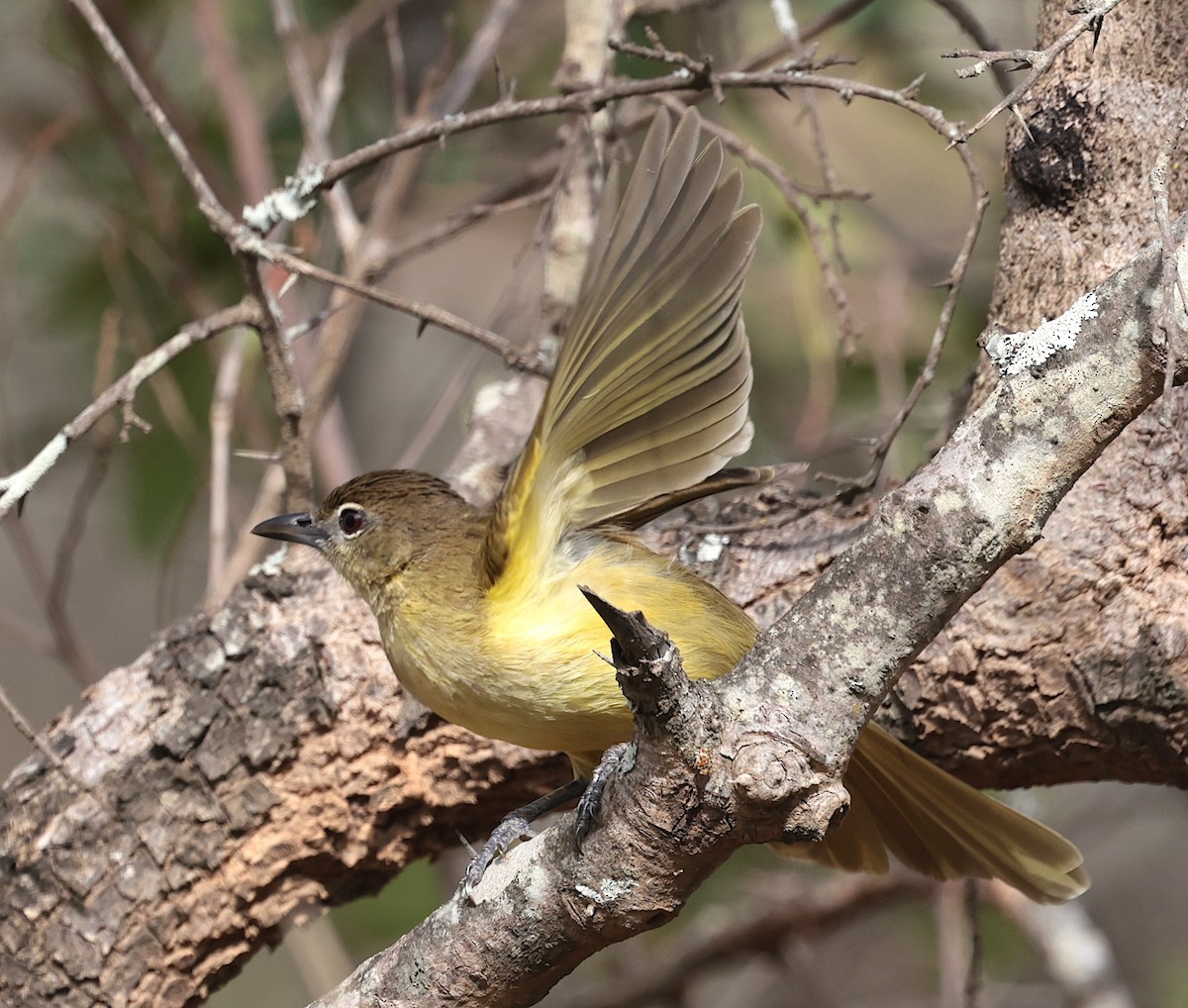 Bulbul Pechiamarillo - ML646632018