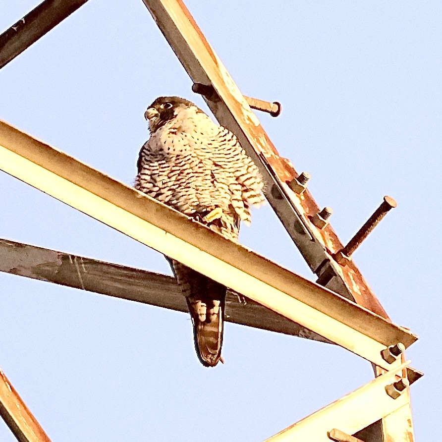 遊隼 - ML646632019