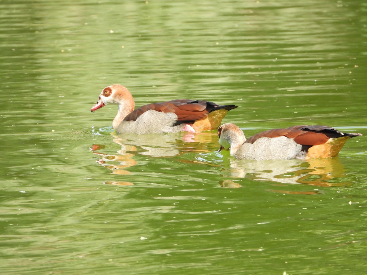 Egyptian Goose - ML646632020