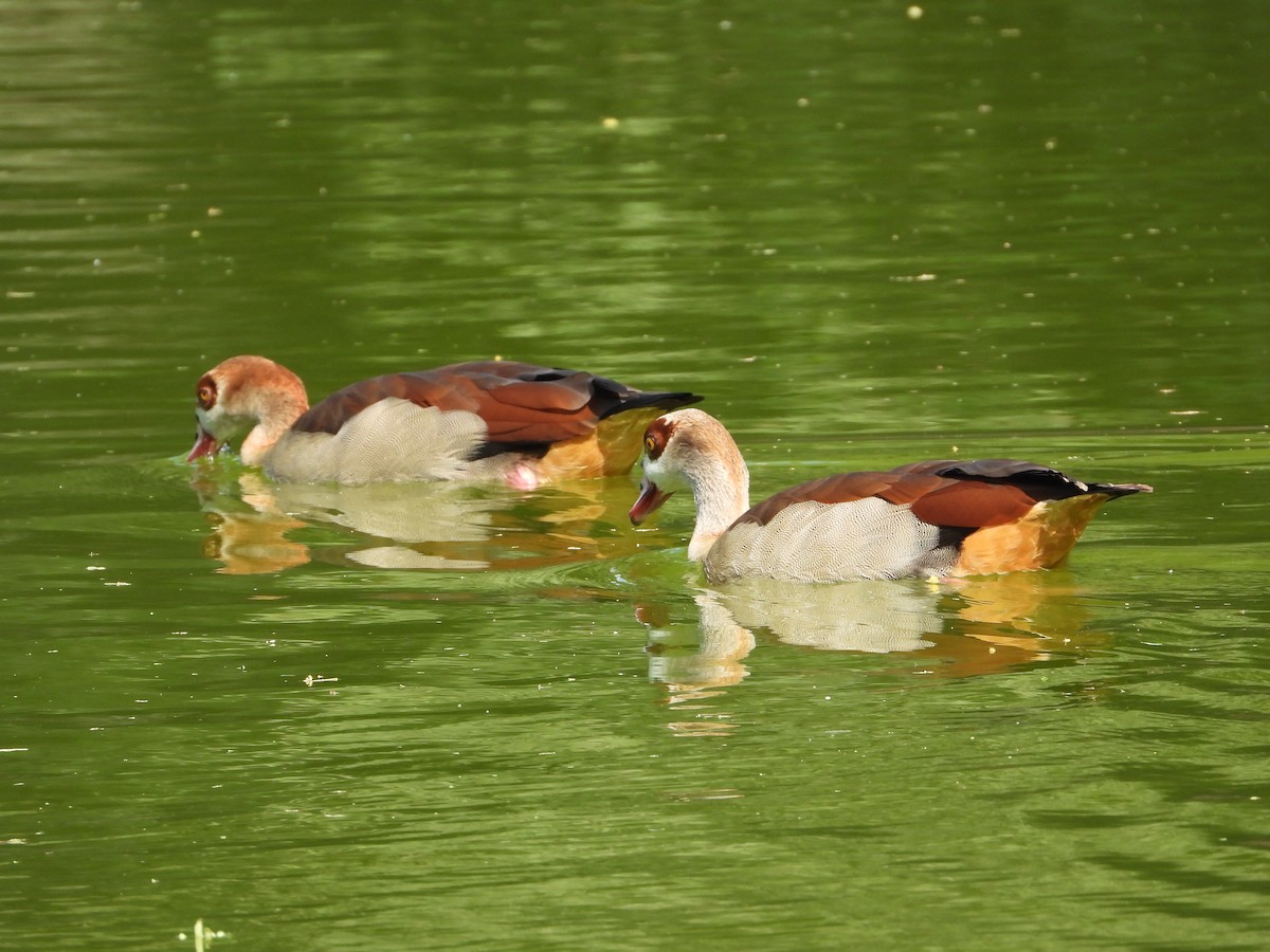Egyptian Goose - ML646632021