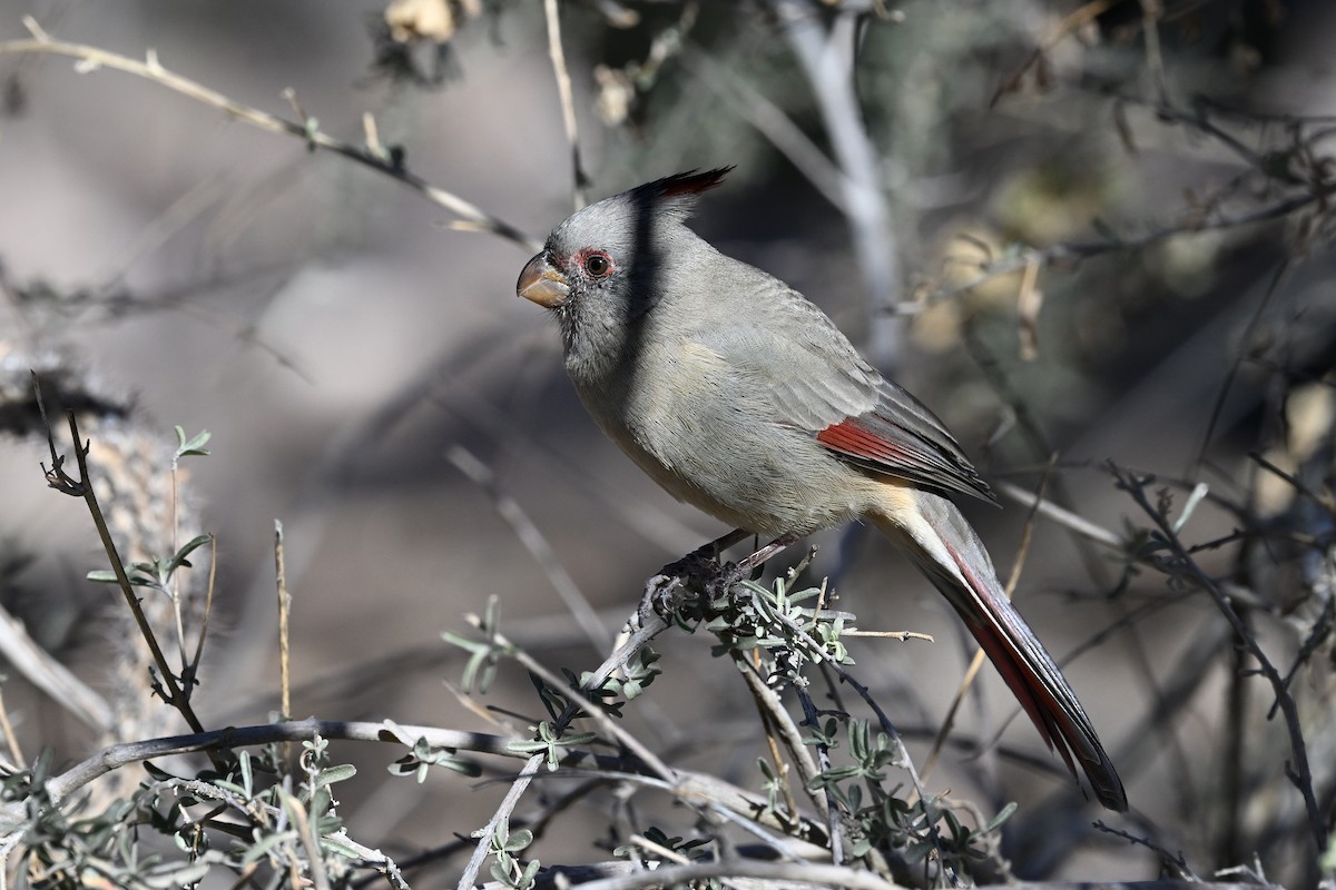 Pyrrhuloxia - ML646632023