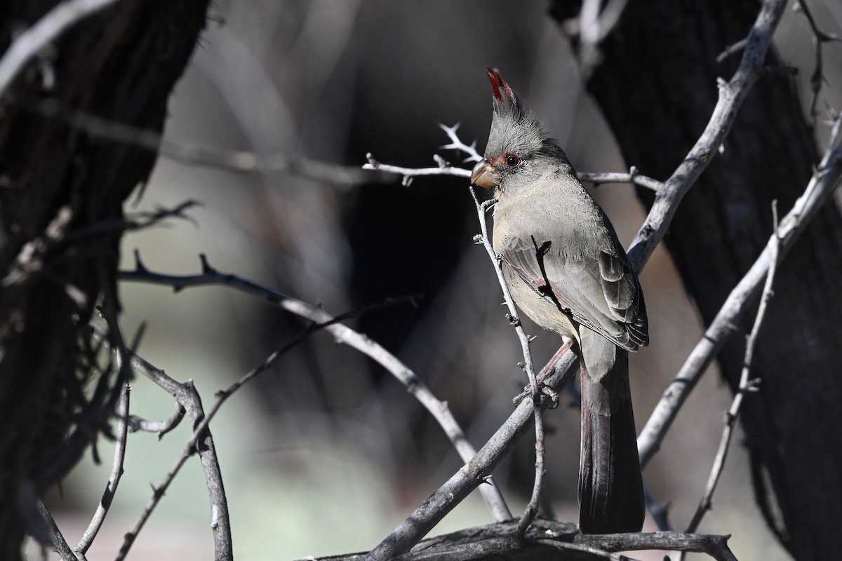 Pyrrhuloxia - ML646632024