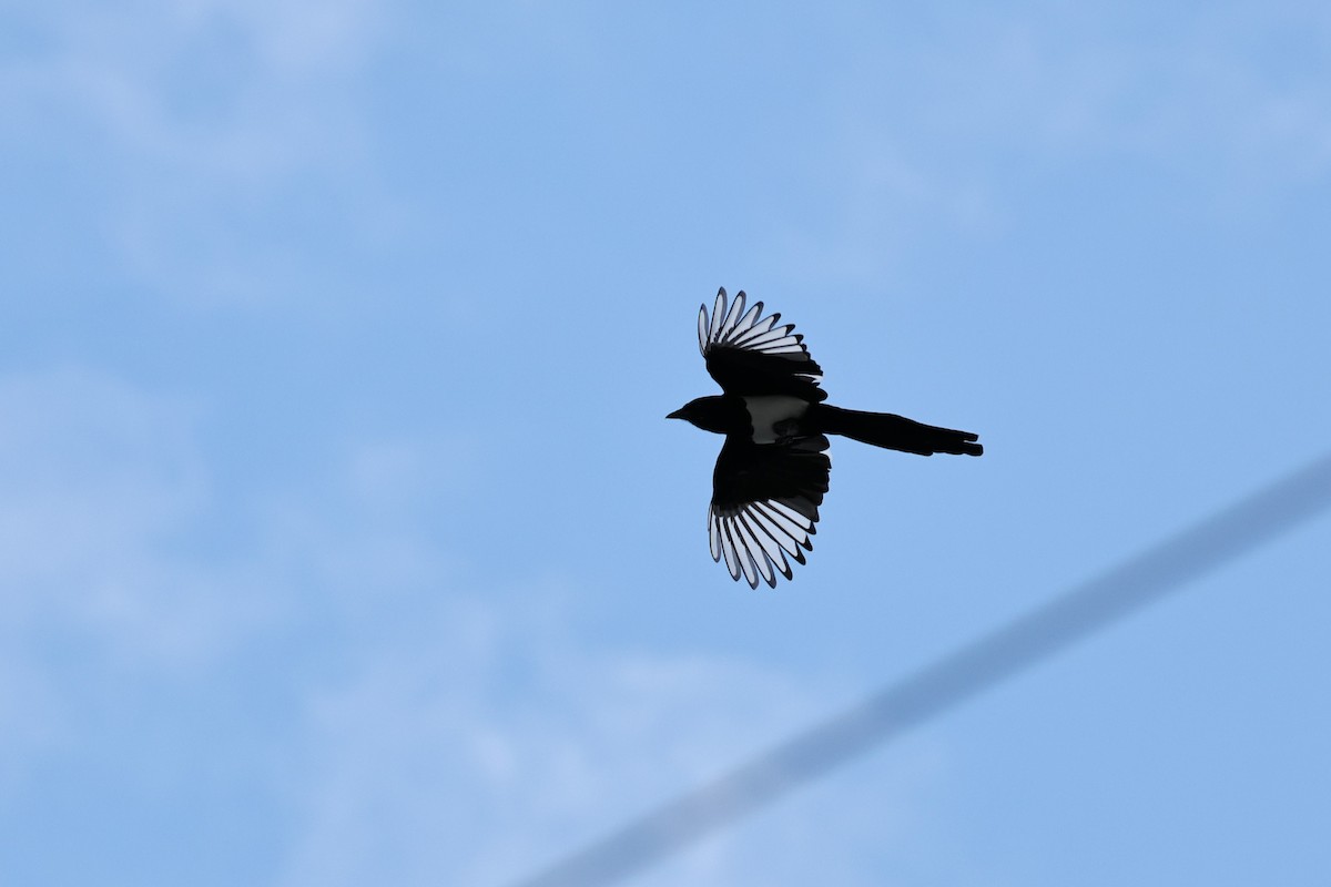 喜鵲 - ML646632025