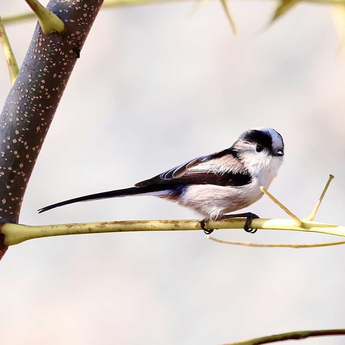 Long-tailed Tit - ML646632027