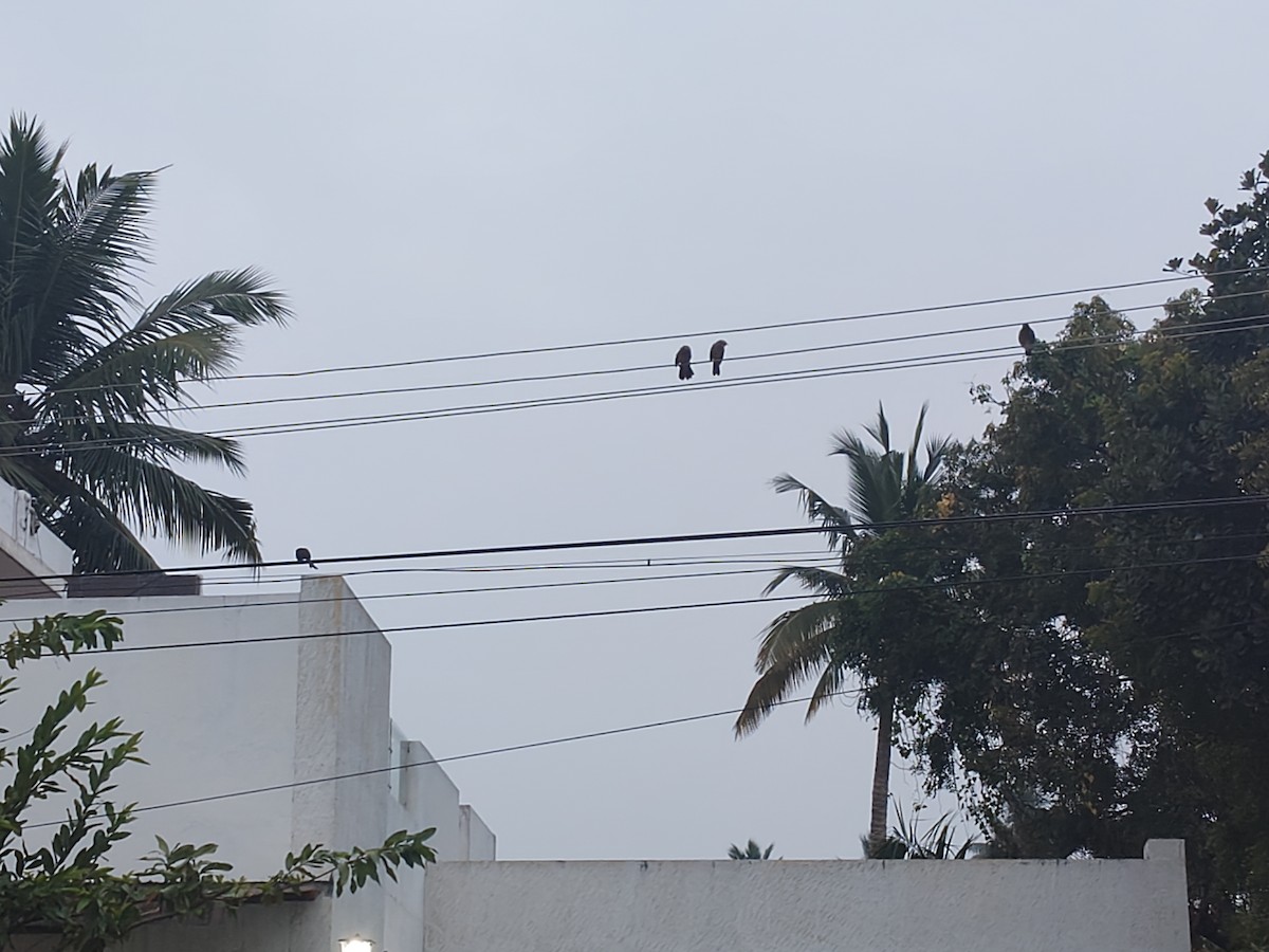 Black Drongo - ML646632028