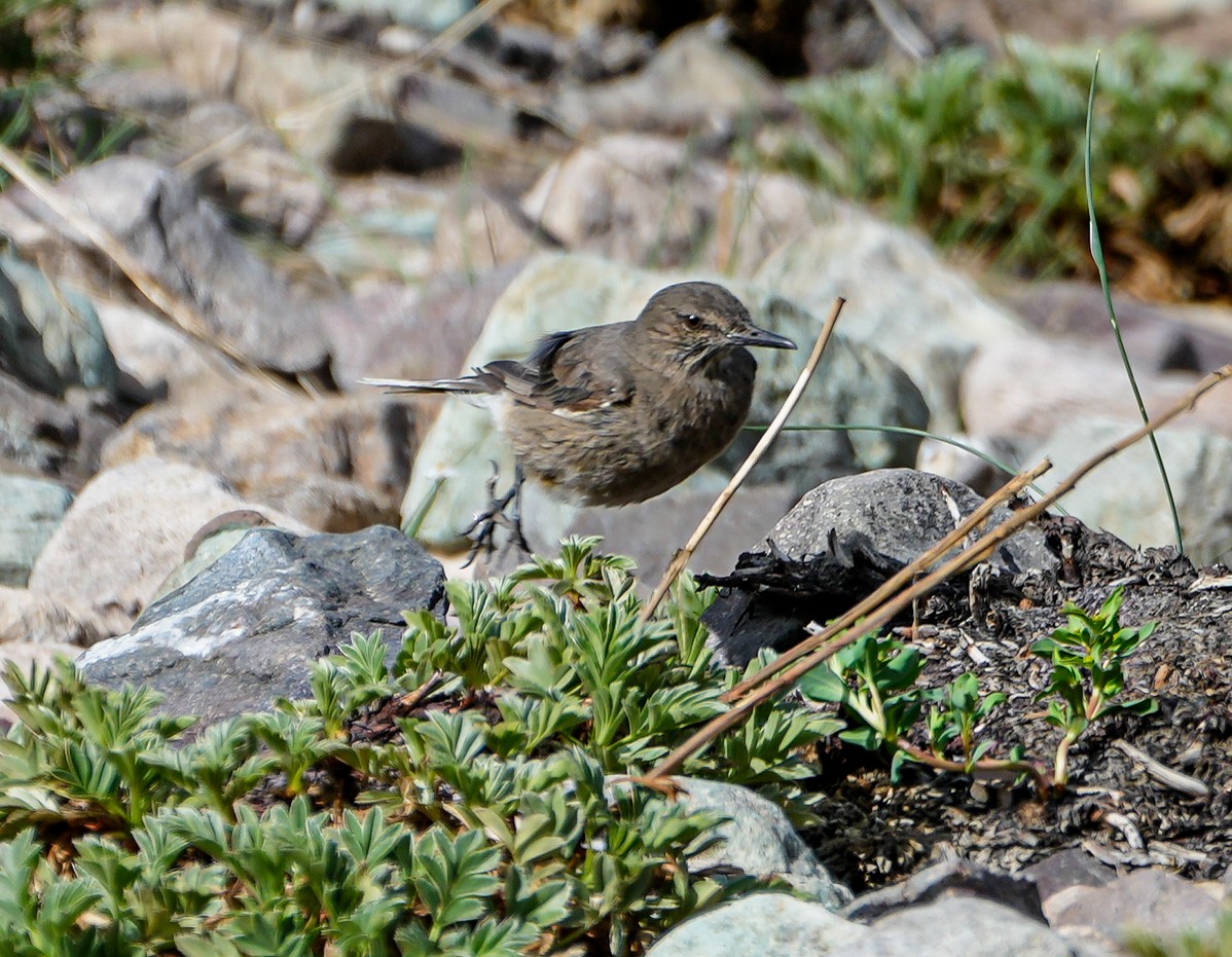 Black-billed Shrike-Tyrant - ML646632030