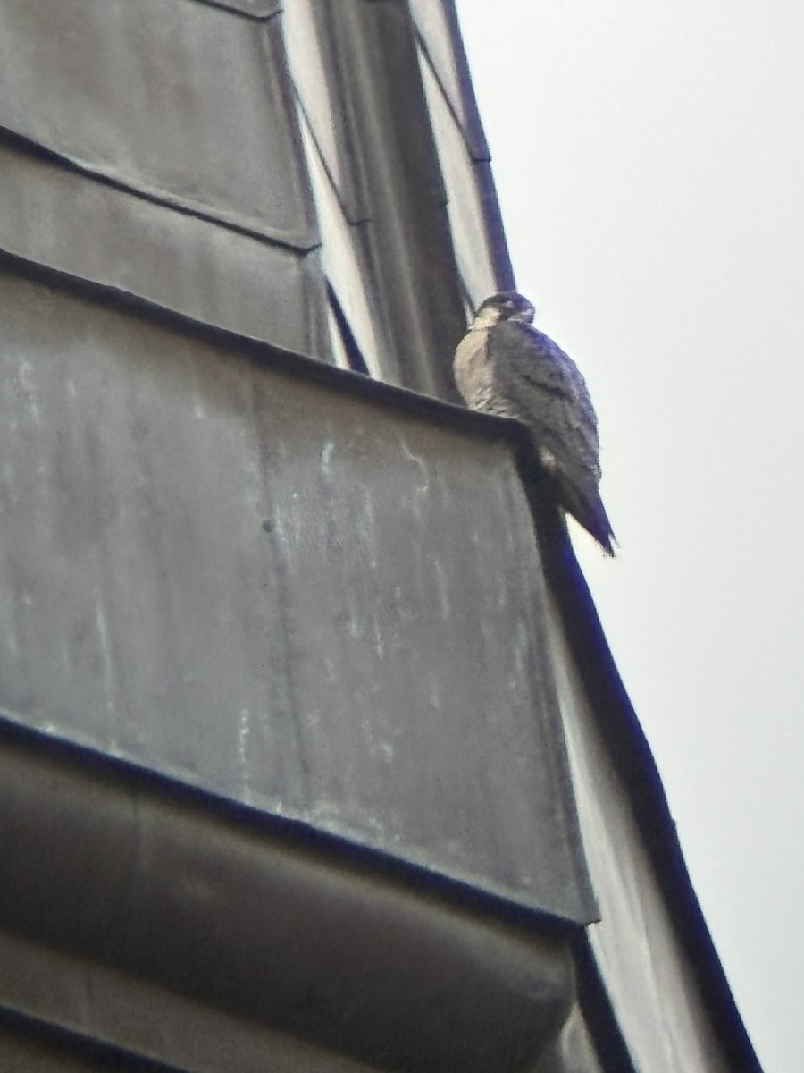 Peregrine Falcon - ML646632031