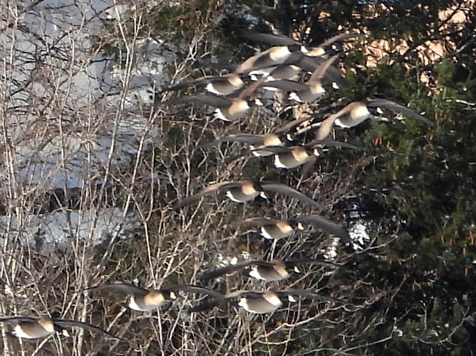 Branta kanadar handia - ML646632033