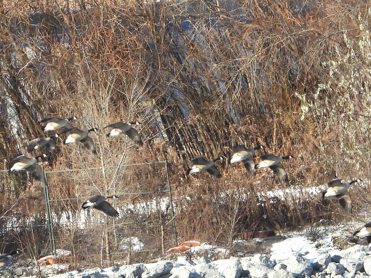 Branta kanadar handia - ML646632034