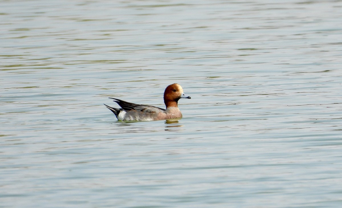 Зээрд нугас - ML646632035