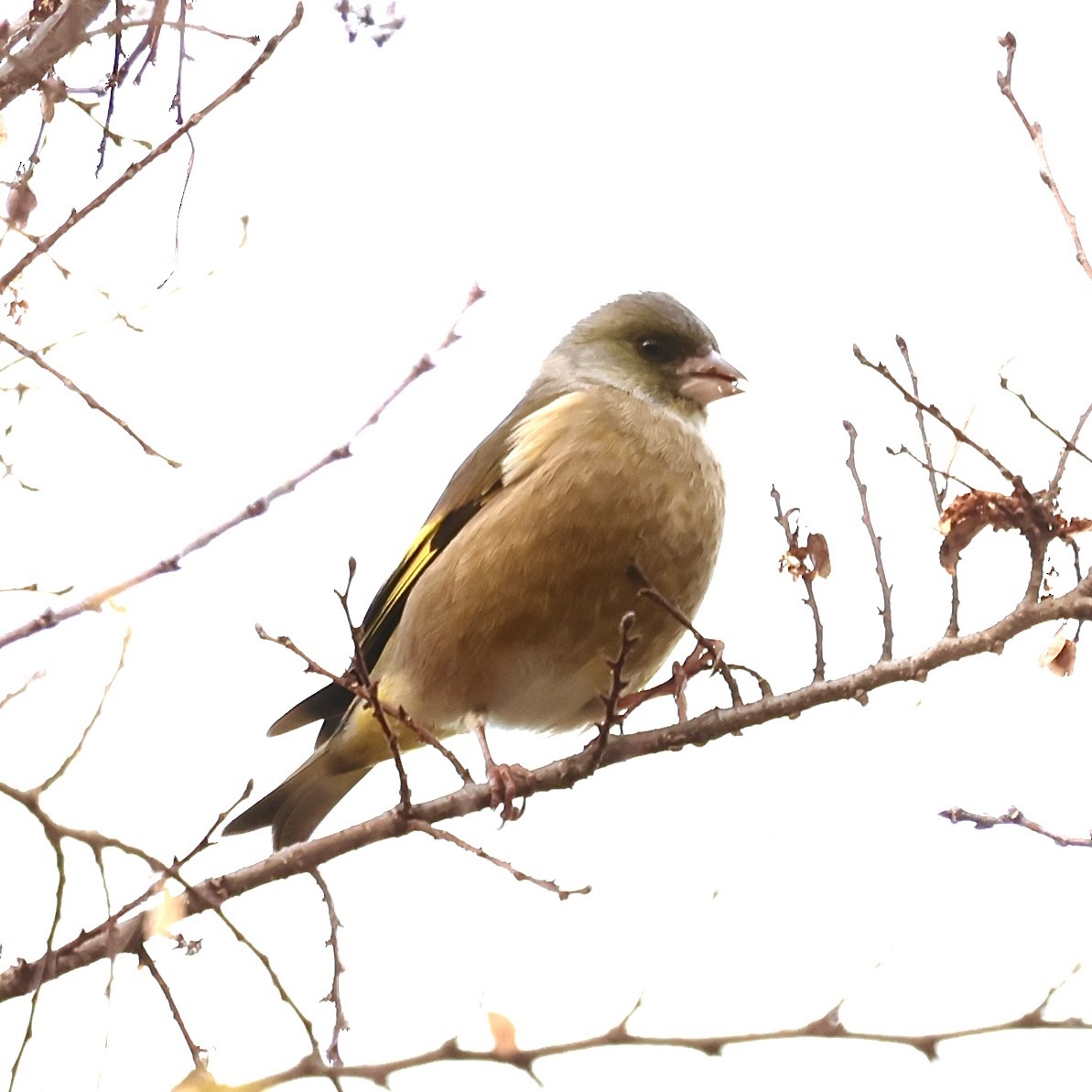 金翅雀 - ML646632036