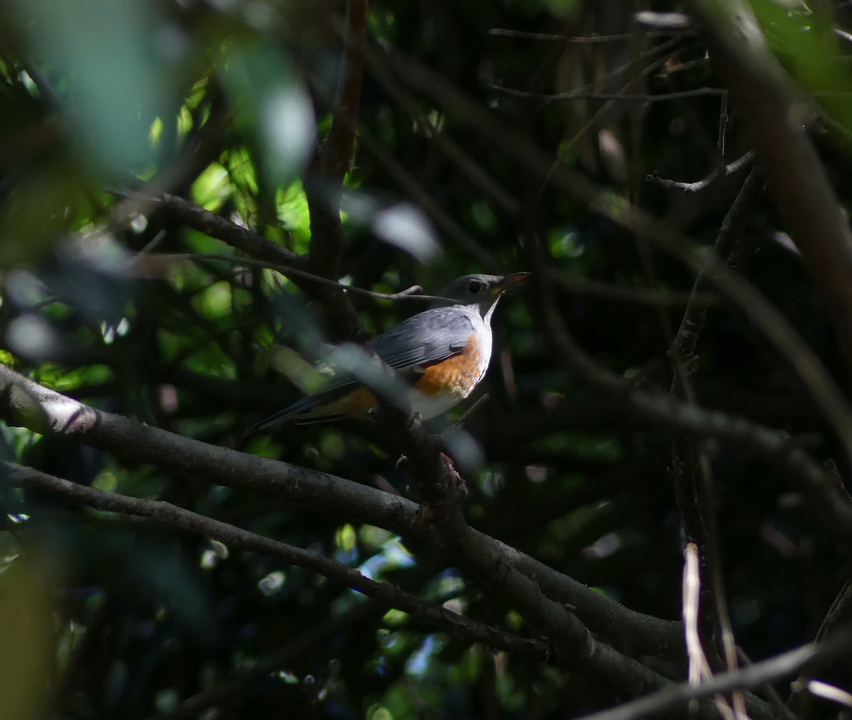 Gray-backed Thrush - ML646632037
