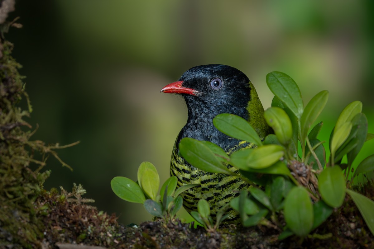 Barred Fruiteater - ML646632038