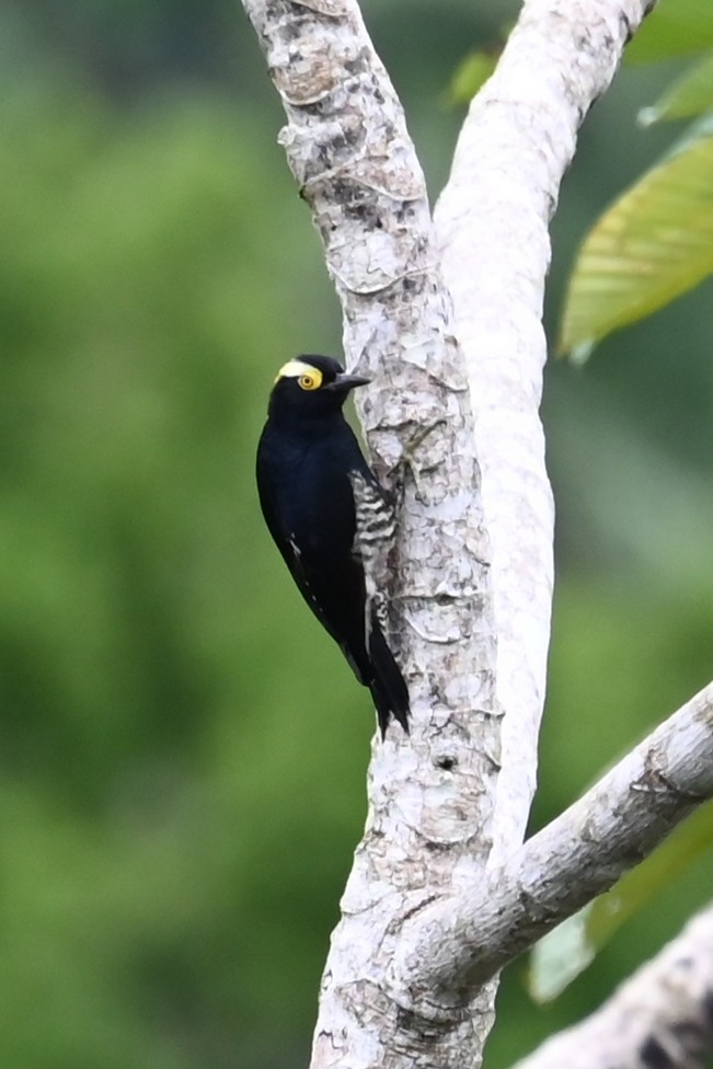 Yellow-tufted Woodpecker - ML646632039