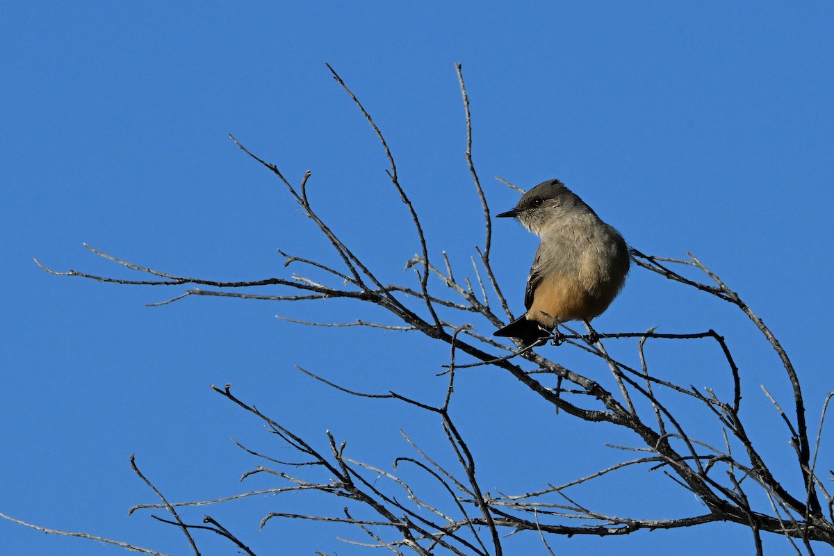 Say's Phoebe - ML646632040