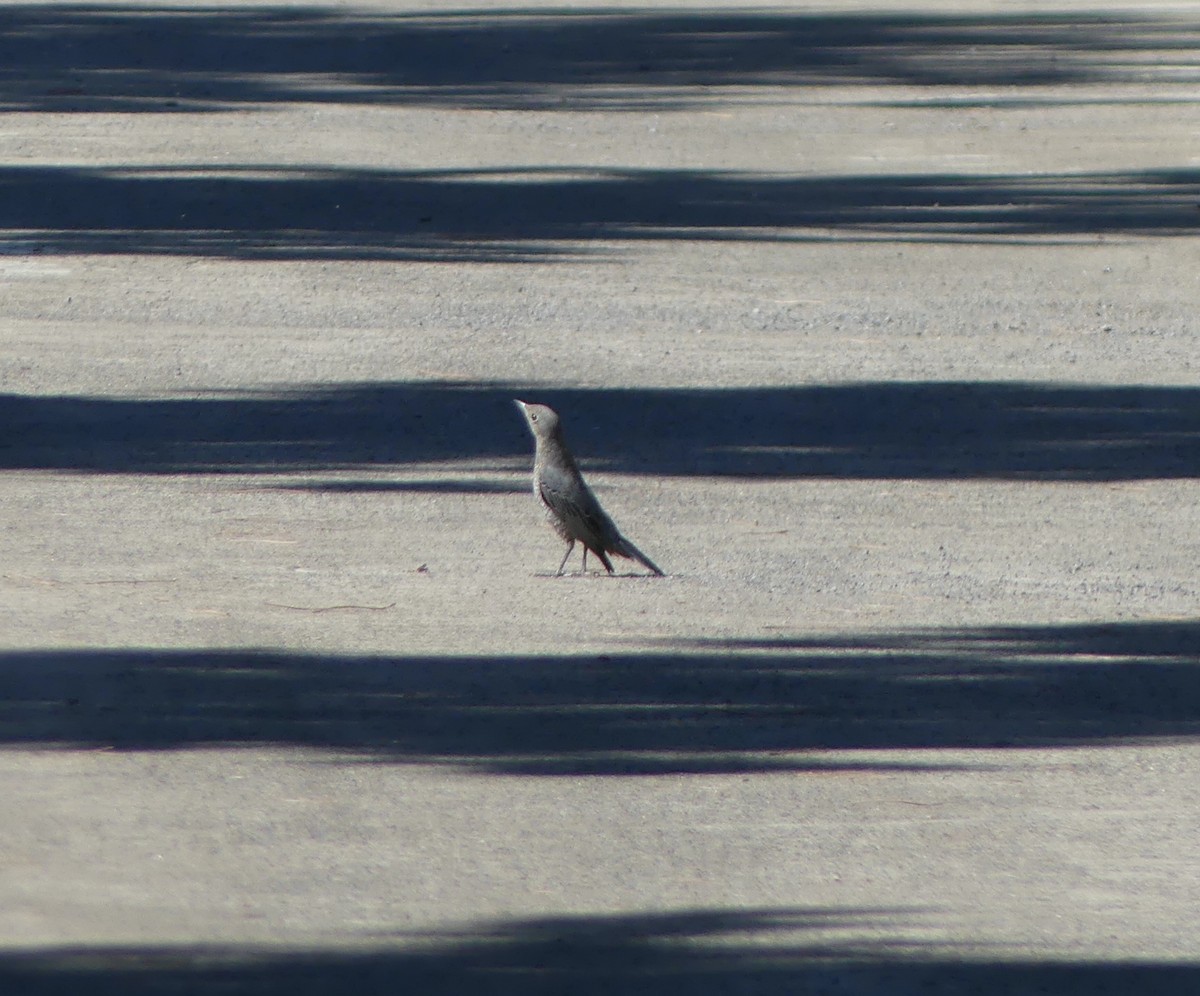 Blue Rock-Thrush - ML646632041
