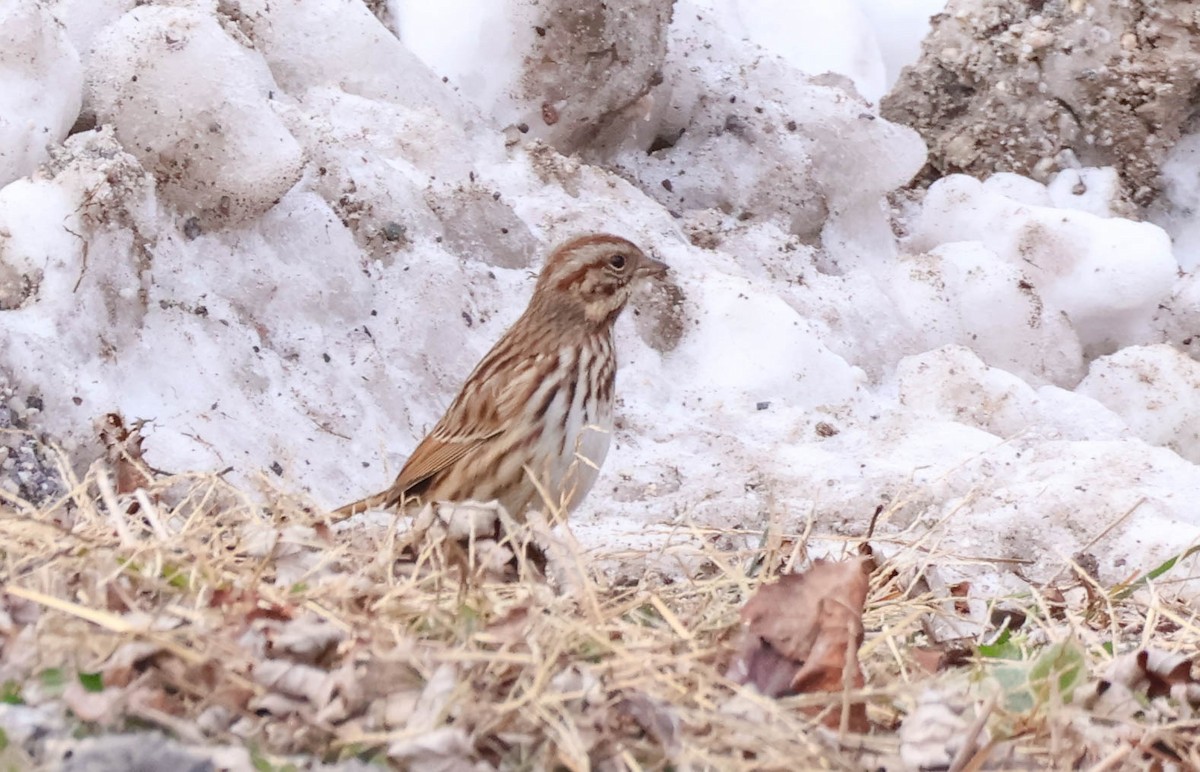 Song Sparrow - ML646632042