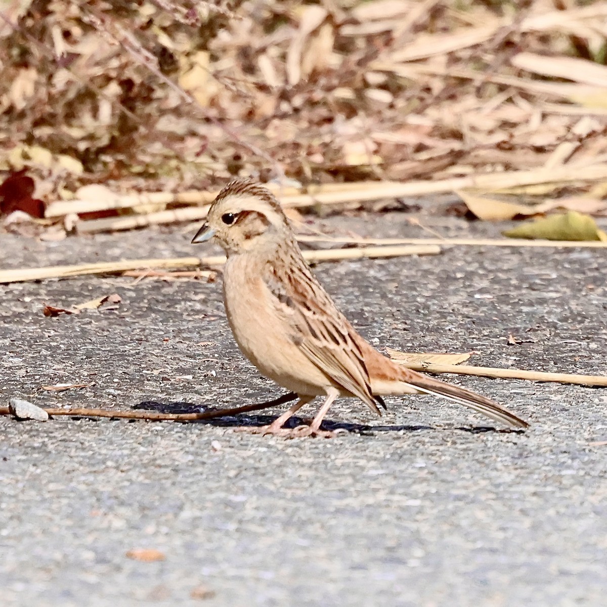 草鵐 - ML646632043