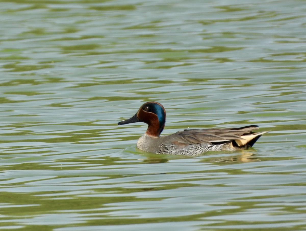 Ногоохон нугас - ML646632044