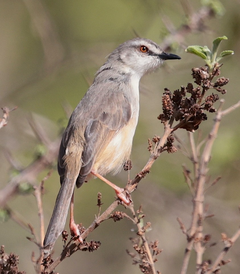 Prinia Modesta - ML646632045