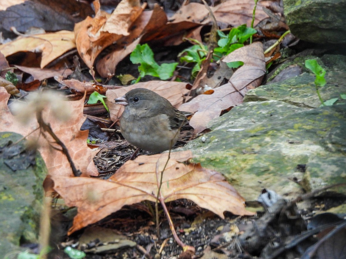 Winterammer (cismontanus) - ML646632046