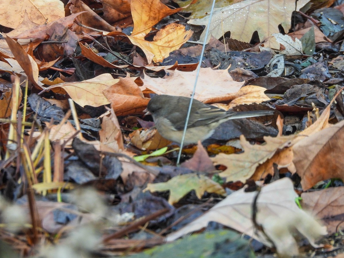 Winterammer (cismontanus) - ML646632048