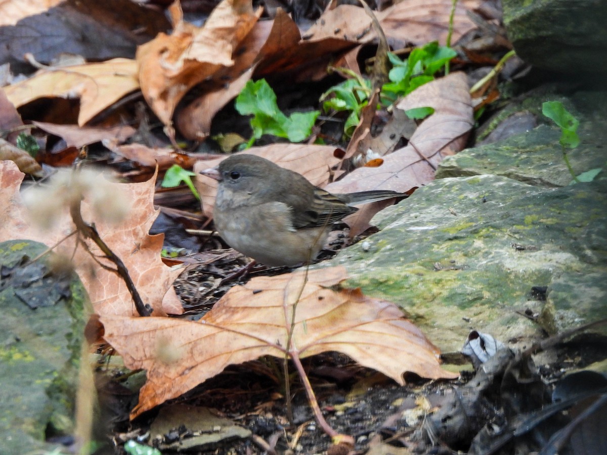 Winterammer (cismontanus) - ML646632049