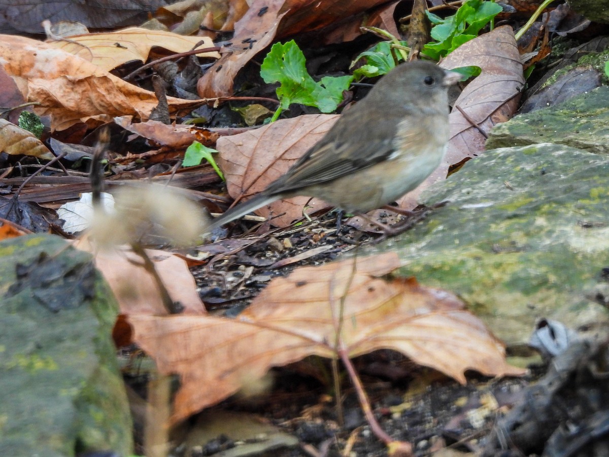 Winterammer (cismontanus) - ML646632050