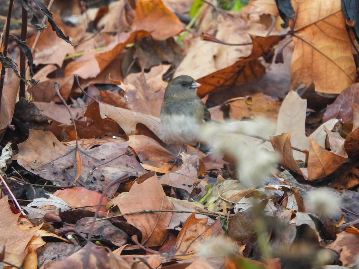 Winterammer (cismontanus) - ML646632051