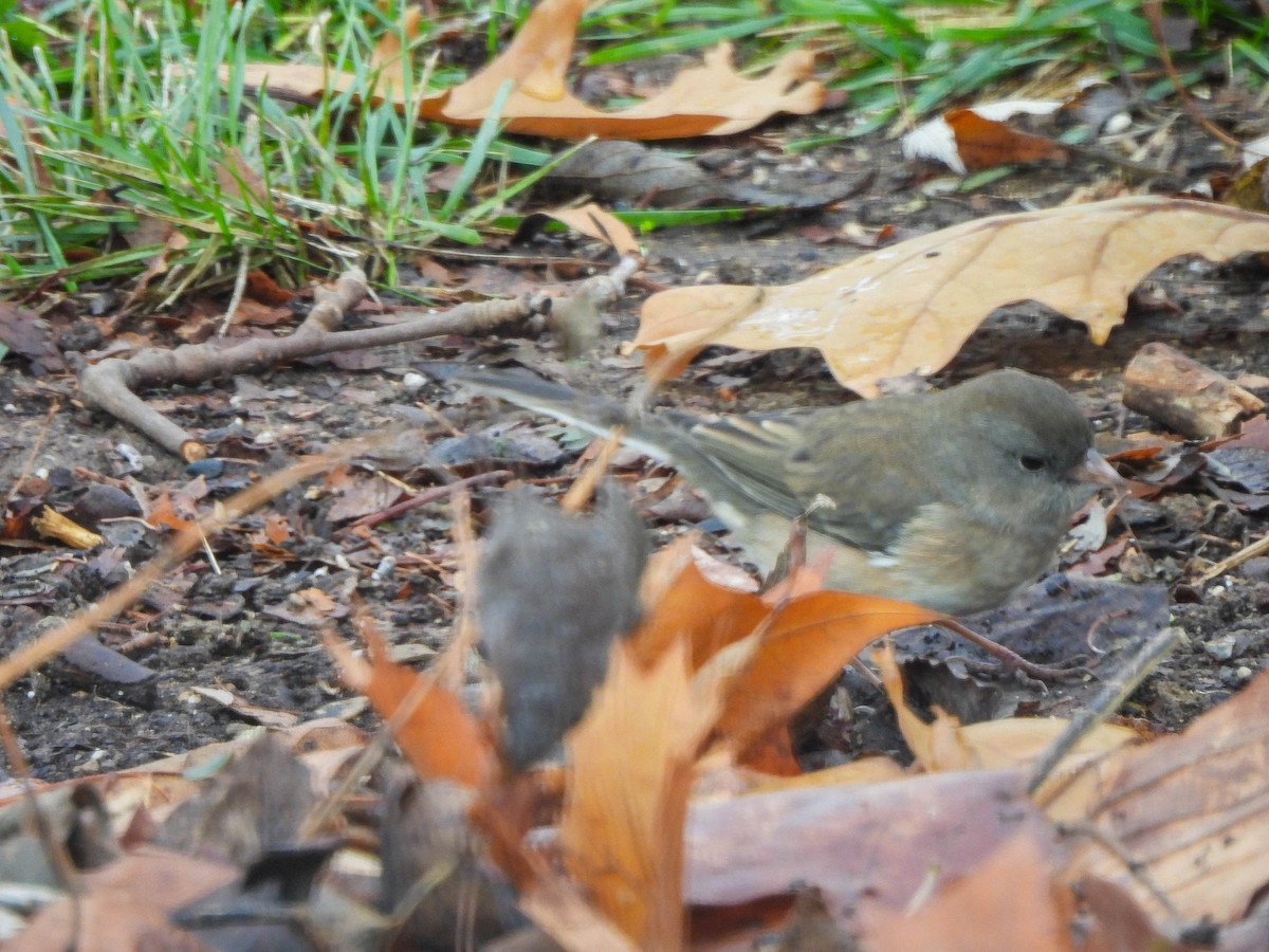 Winterammer (cismontanus) - ML646632052