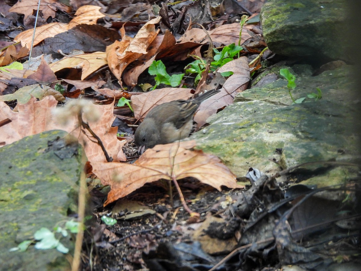 Winterammer (cismontanus) - ML646632053