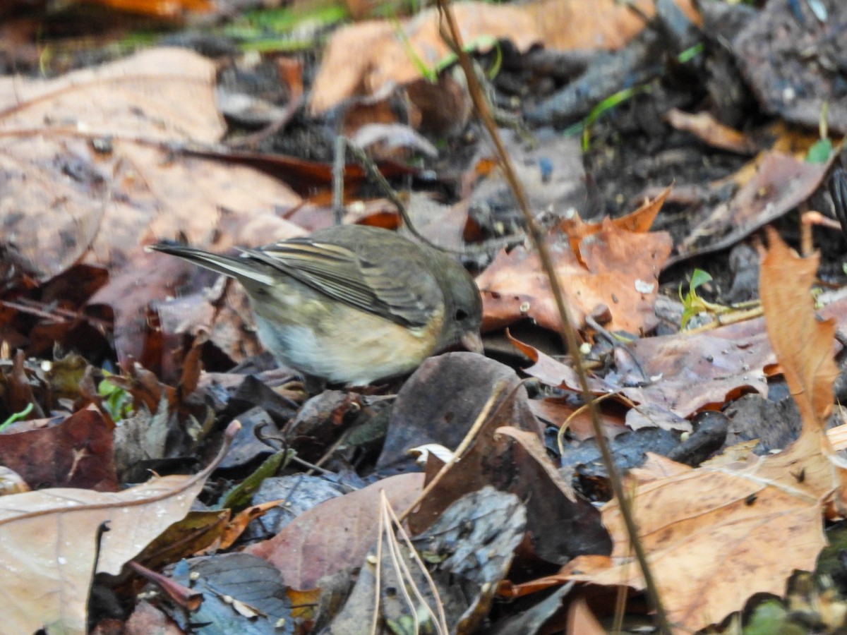 Winterammer (cismontanus) - ML646632054