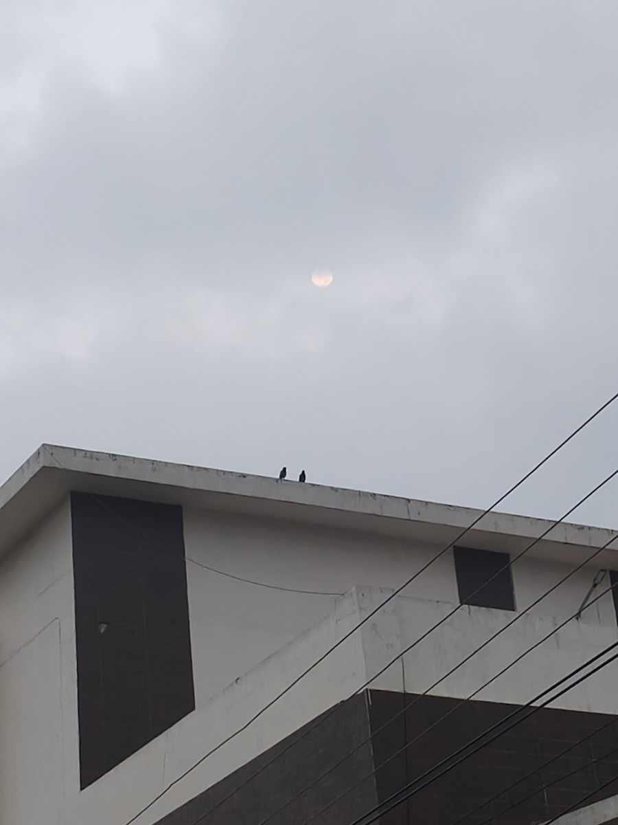 Common Myna - ML646632055