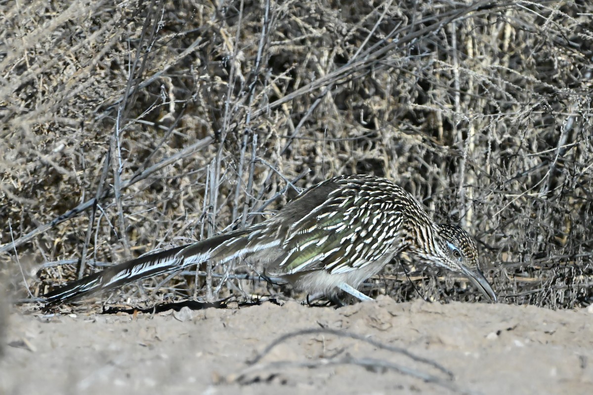 Greater Roadrunner - ML646632056