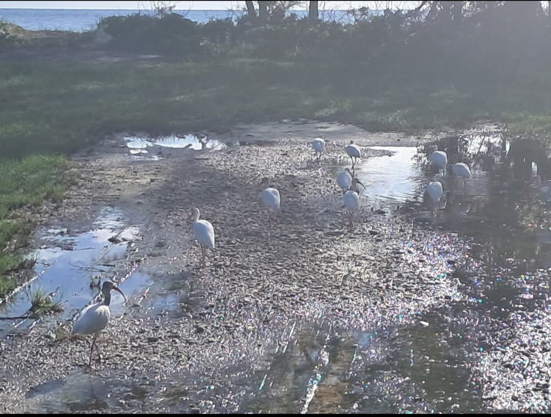 Ibis zuria - ML646632058