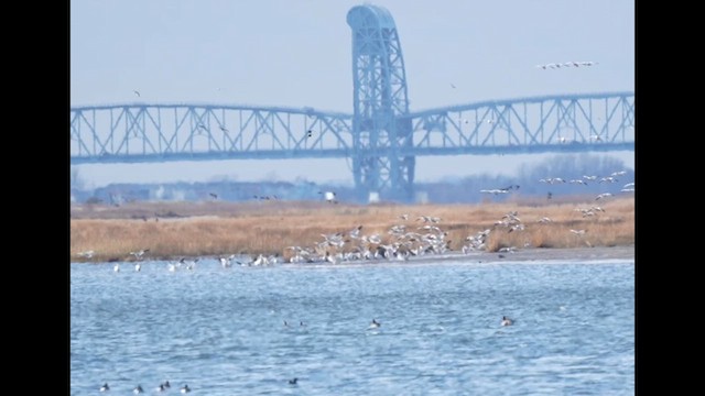 Гуска біла - ML646632059