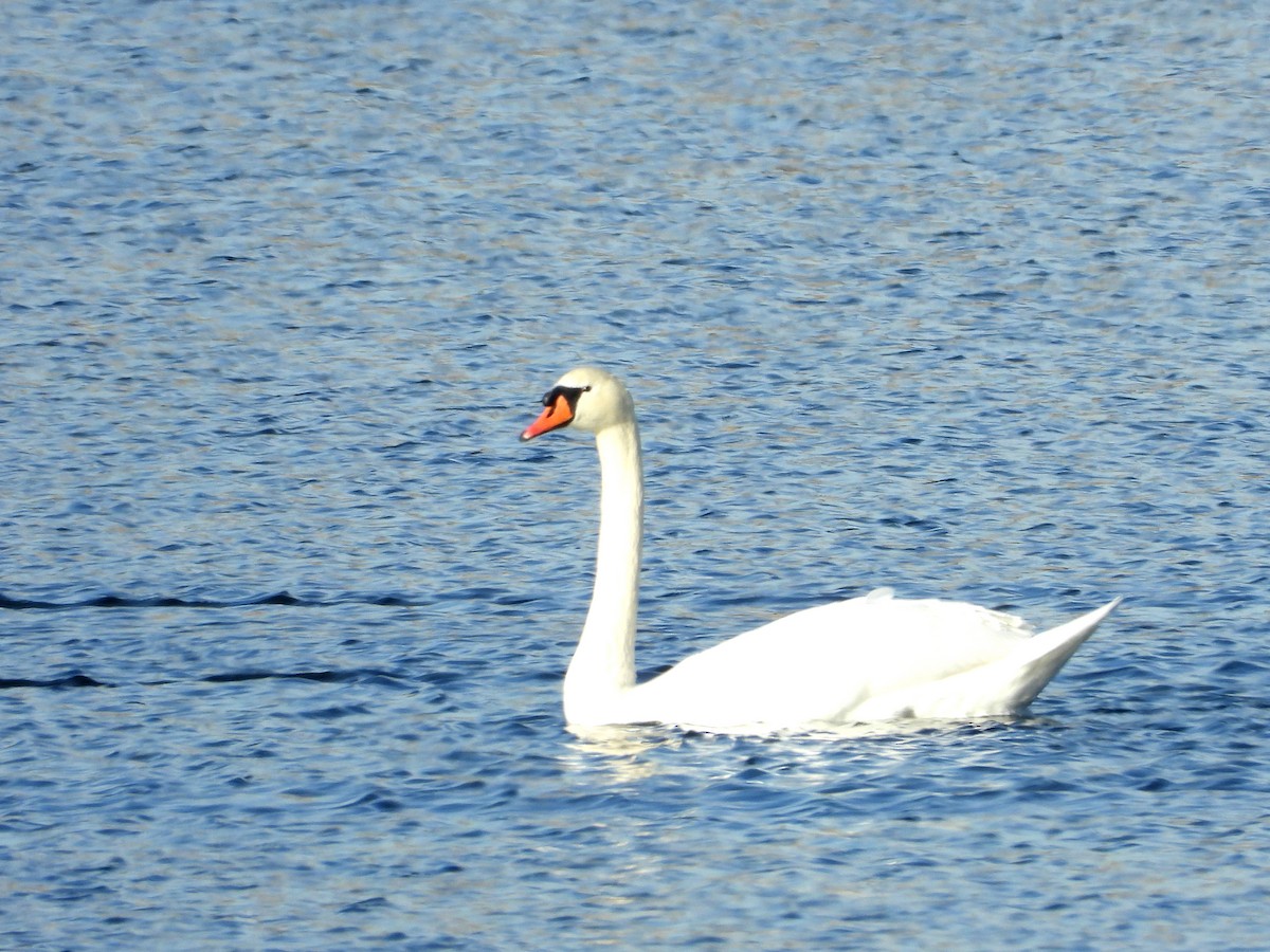 Beltxarga arrunta - ML646632060