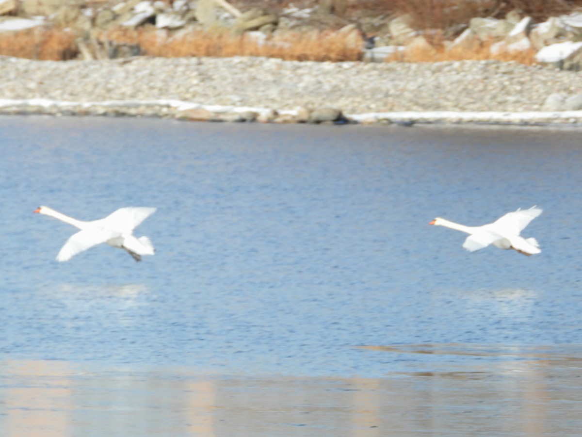 Beltxarga arrunta - ML646632061