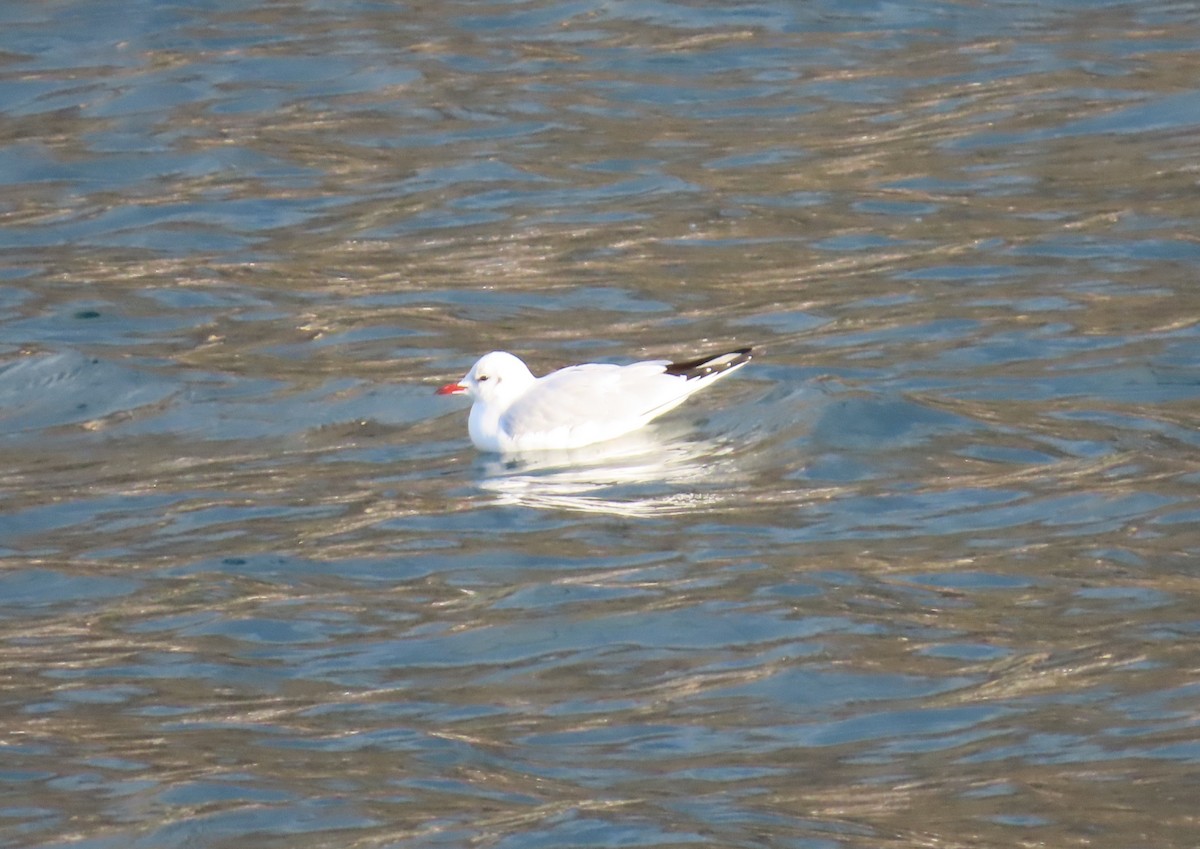 Black-headed Gull - ML646632062