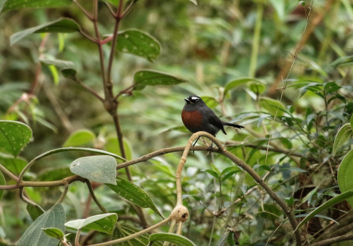 Maroon-belted Chat-Tyrant - ML646632063
