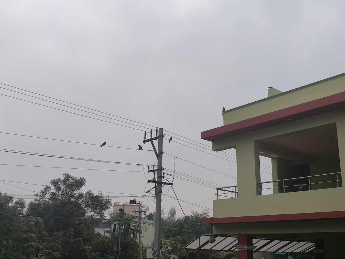 House Crow - ML646632064