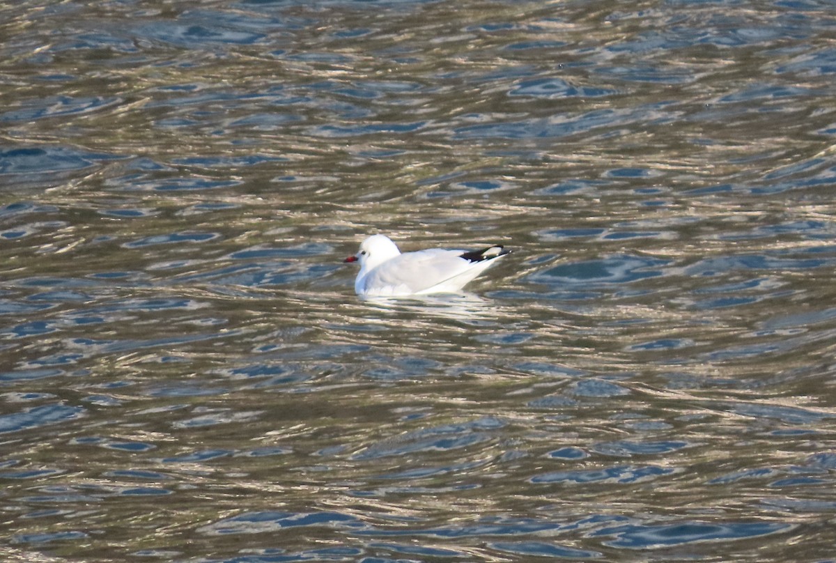 Black-headed Gull - ML646632065