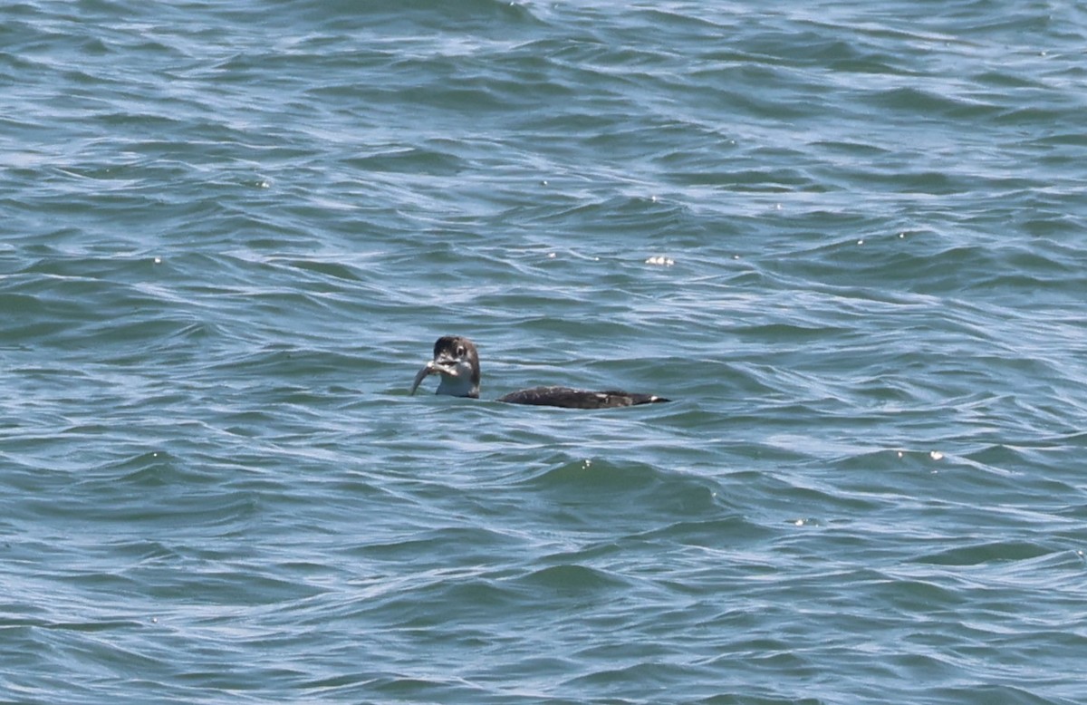 ハシグロアビ - ML646632066