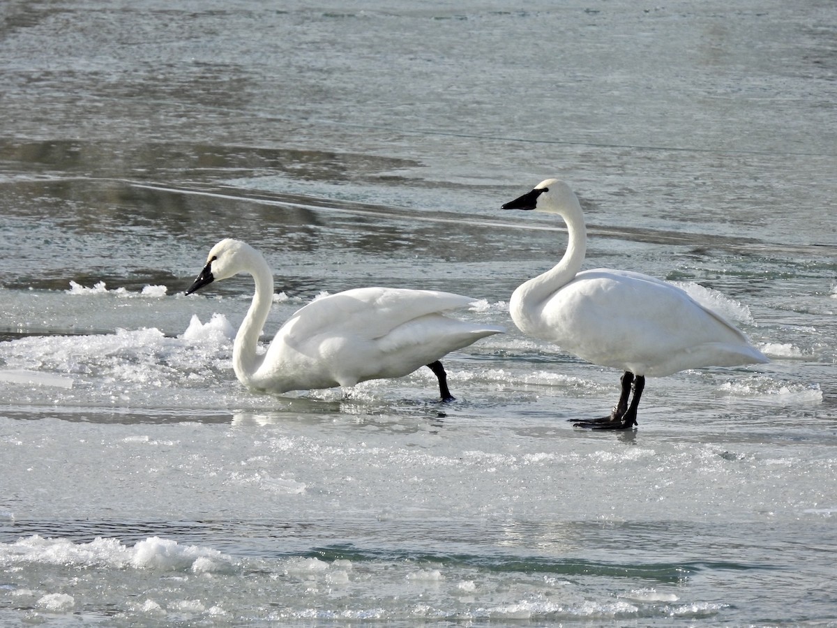 Zwergschwan - ML646632072