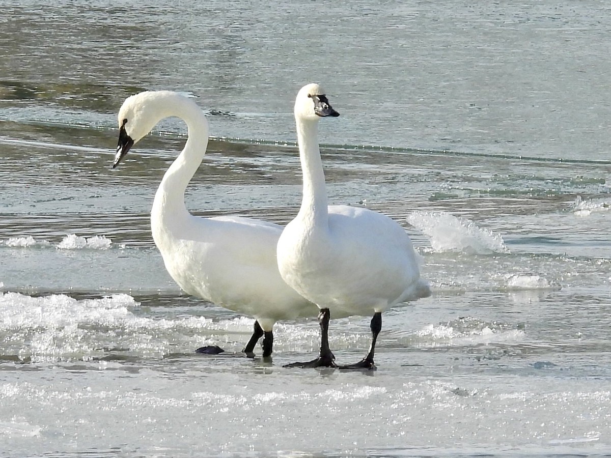 Zwergschwan - ML646632073