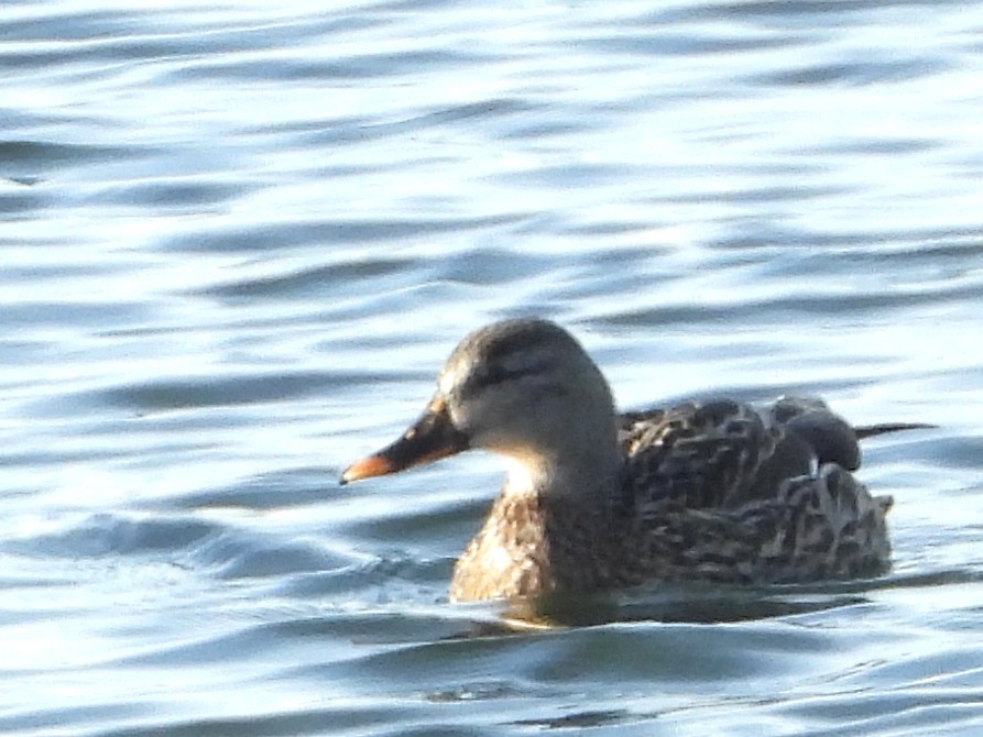 Basahatea - ML646632074